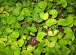 Brahmi plant leaves