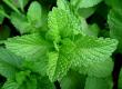 pudina, Mentha Mint leaves pudina, Mentha Mint leaves